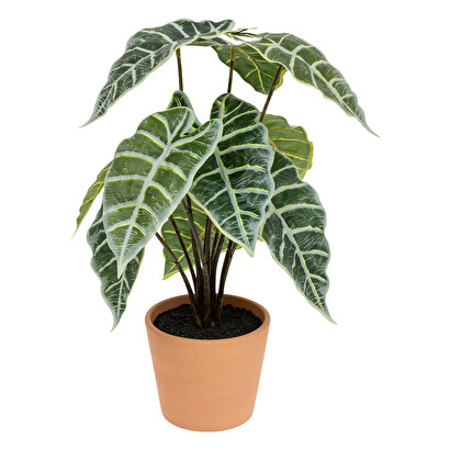 Alocasia artificial